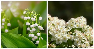 The Month of May Has Two Birth Flowers To Choose From—Here's What They Symbolize