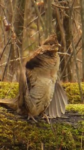 Cue the drum solo! 🥁 March marks the beginning of the ruffed grouse mating season. The male grouse will take center stage — a fallen log will do — and attract a female by preforming an epic drum solo. With his tail fanned, the male delivers this display by beating his wings in rapid motions. The rush of air created by his wingbeats sounds much like drumming. The drumming starts slowly and increases in speed, until the individual thudding beats merge into a fast, steady pace. I can hear it drumm