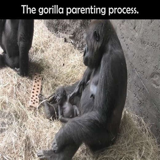 I have never seen a monkey peel a banana for so long. #monkey | Daily Monkey