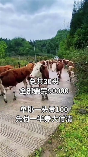 Cattle farmers, beef cattle breeding, cattle raising techniques, Simmental cattle
