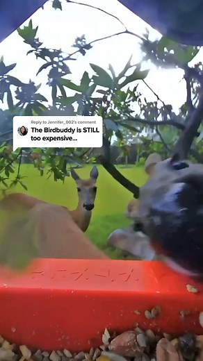 🚨 It’s here — Birdbuddy’s Black Friday Sale! Get up to 50% OFF the world’s first smart bird feeder 🐦 📸 Capture stunning HD photos & videos 📲 Get real-time alerts when birds visit 🔍 Identify 1000 species automatically Thousands of bird lovers already use Birdbuddy to reconnect with nature — now’s your turn. Hurry — this deal ends soon! | The Bird Test