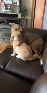 So cute... Oh, wait… | CrazySales.com.au