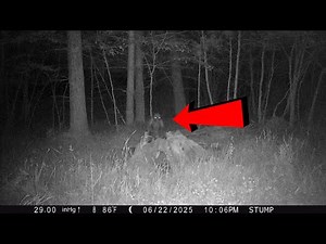 An alien or a creature in the forest?