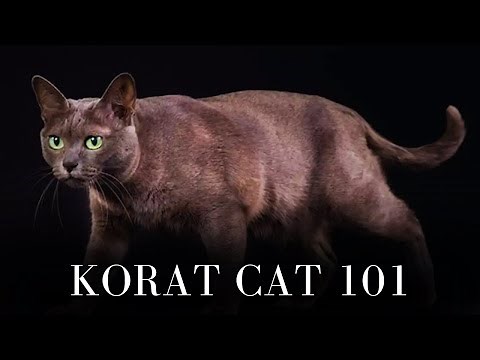 Korat Cat 101 - Everything You Need to Know