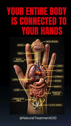 Hidden Nerve Connections in Your Hands #nervoussystem #medicalfacts