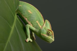 How To Breed Veiled Chameleons - Reptiles Magazine