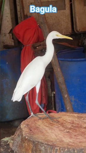 Bacula #bagula #bandra#india
