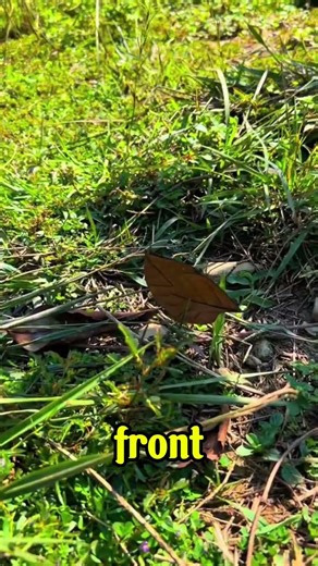 Dead leaf butterfly definition of simplicity #animals #happiness #cute #butterfly