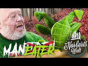 TÖTET Männer nach PAARUNG - DIE MANTIDE | Gottesanbeterin als Tarnkünstler | NORBERTS WELT