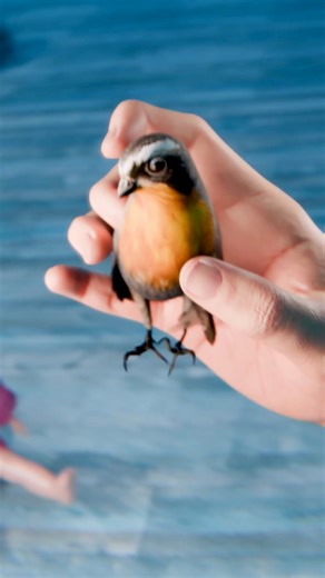 The Bird Trapped In A Doll 😢 | Zack D. Films