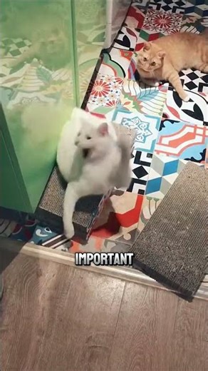 Why Cats Freeze When You Clip Their Neck 🤔 #catfacts