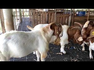 Boer goats (Fullblood Bucks) @ 2 years old
