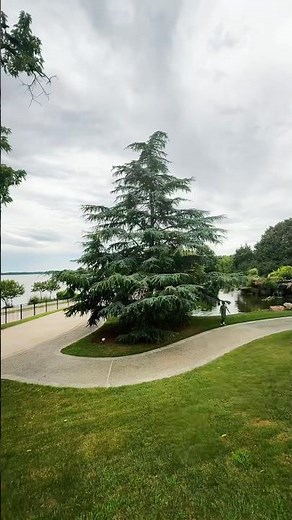 Fire Dragon™ Shantung Maple | Deodar Cedar | Dallas Arboretum