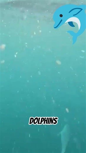 Amazing Endangered Species. #dolphins #endangeredspecies #oceanlife