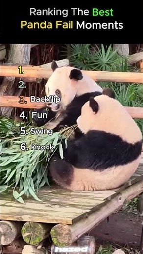 Ranking The Best Panda Fail Moments