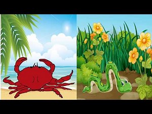 which animal has more legs?