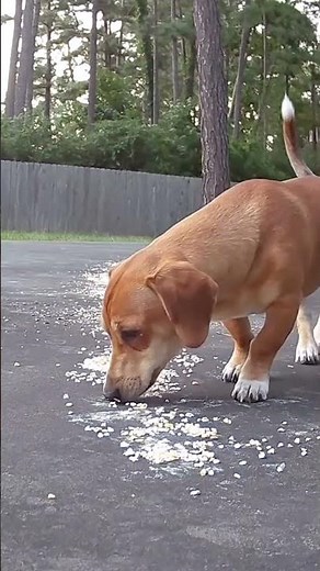 Camcamp Security Camera with 24/7 monitoring.#Camcamp #securitycamera #smarthome #safety