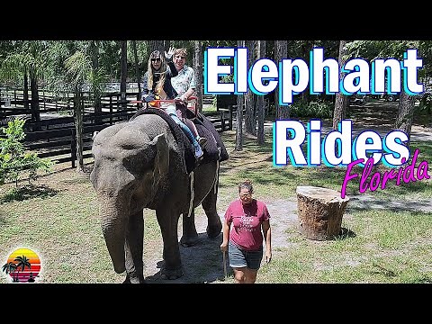 Visiting Two Tails Ranch | All About Elephants Williston, FL | Florida Roadside Attractions