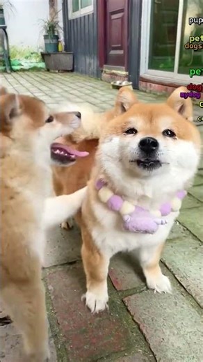 Shiba Inu puppies are so cute! #dog #pets #cute