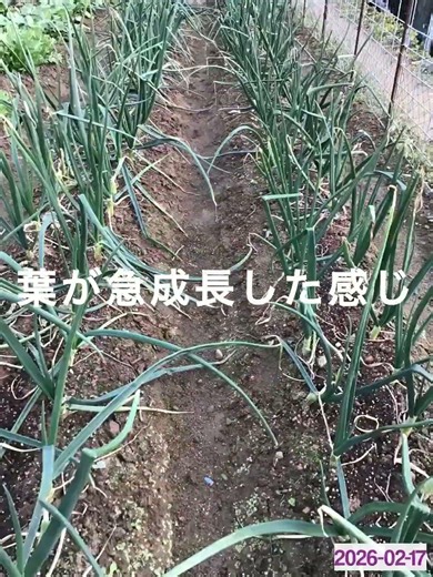 玉ねぎ植え付けから収穫まで2025.11.01〜2026.05.16 #玉ねぎ