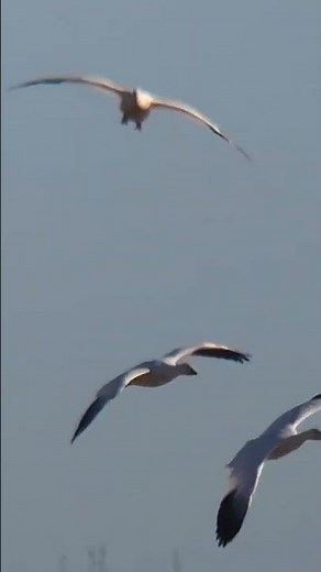 Digiscoping Flock of Snow Geese Landing | MagView Adapter in Action. See what you can see.
