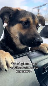 Hello, hello, hello. My friend and I are so glad to meet you, humans. | In Ukraine