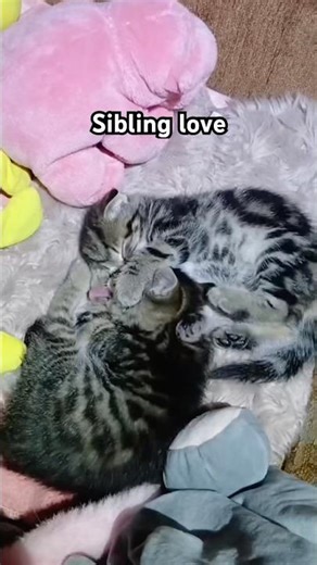 Sibling cats being too cute 🥹