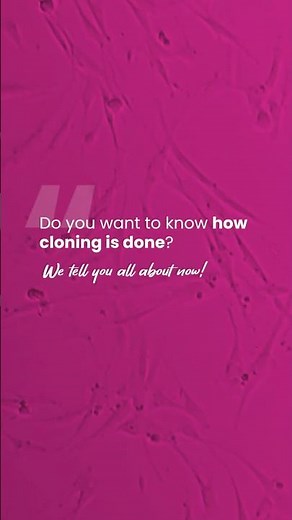 🧬 How does pet cloning work? | Ovoclone