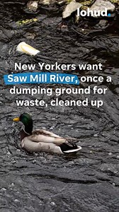 The Saw Mill River runs from Chappaqua to Yonkers in New York's Westchester County. For decades, the waterway was capped in Yonkers because of how dirty it had been. Now, advocates are driving a renewed push to rid the Saw Mill of waste and sewage.  Subscribers can read more about the history of the river and the momentum to get it cleaned up here: https://tinyurl.com/3jjcs4rj | lohud | Facebook