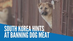 3K views · 62 reactions | South Korea's President Moon Jae-in says there might be a need to prohibit dog meat consumption amid debate over the controversial practice and growing awareness of animal rights. Video by REUTERS / SOUTH KOREA'S PRESIDENTIAL OFFICE HANDOUT / KOREA POOL / KOREA ANIMAL RIGHTS ADVOCATES (KARA) HANDOUT / LAST CHANCE FOR ANIMALS | INQUIRER.net | Facebook