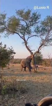 Nature's Architect with Extraordinary Abilities