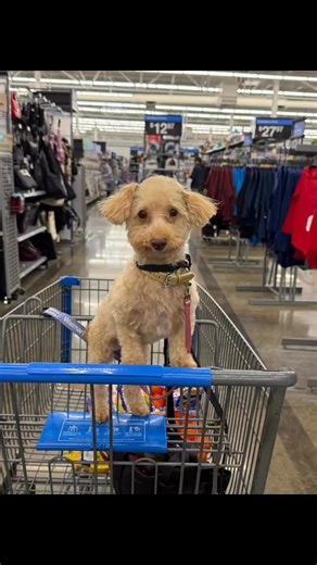 Today I became THAT old lady that takes her poodle to Walmart❤️❤️❤️Margo❤️❤️❤️ | Lisa Everson
