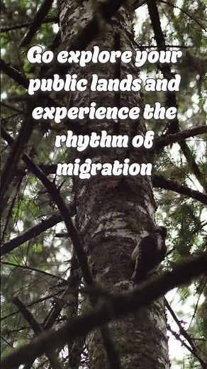 World Migratory Bird Day and BLM Oregon/Washington!