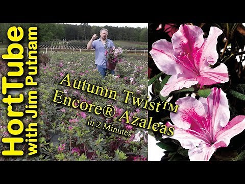 Autumn Twist™ Encore® Azaleas in 2 Minutes