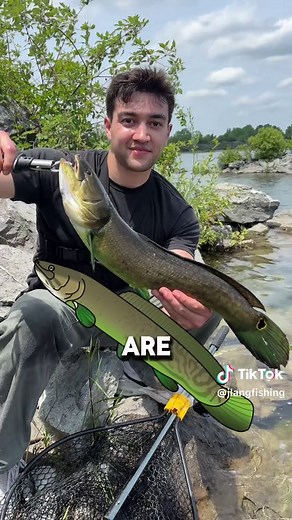 Catching every fish my bro draws part 10: Bowfin #fishing #fish #fishingvideos #fishingtiktoks #fishtok #fishinglife #bowfin