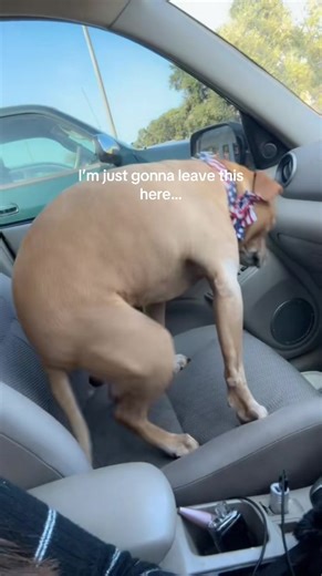 #fyp #tiktok #help #wtf #pitty