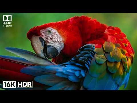 Top 10 Wild Amazon Birds in the Rainforest – Incredible Wildlife