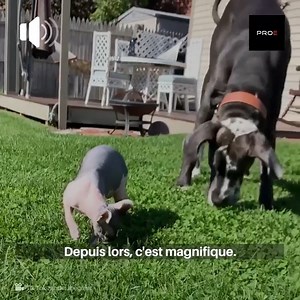 119K views · 679 reactions | Ce chien est très grand et un très grand ami de ce chat sans poils. Ils sont comme un ouragan ensemble. | Social | Facebook