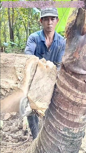 Freeing the Hung Tree: How a Strategic Cut Prevents a Dangerous Timber Kickback