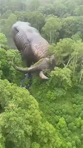 World’s Longest Horns? Shocking Footage of a Monster Bull in the Wild!