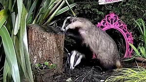 8.3K views · 1.8K reactions | They do make me laugh 說說❤️ | Mr Lumpy & Friends. | Facebook