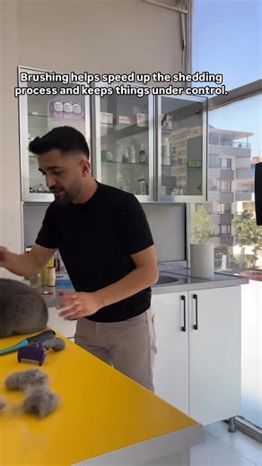 About seasonal shedding in cats… How does your cat shed #catsofinstagram | Dante Veteriner