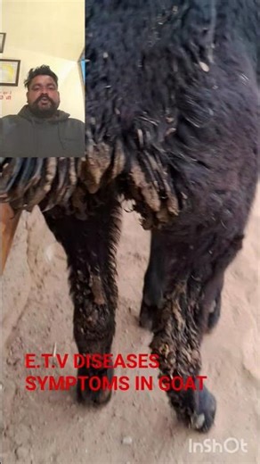 E.T.V DISEASES SYMPTOMS IN GOAT #DR.BALVIR #VIRALVIDEO #PPR
