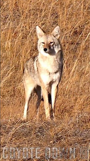 Best Predator Hunt Under 30 Seconds | The Powerful 6.5 Creedmoor