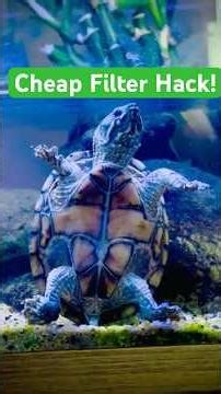 Budget Filter Build 👉 Clean Water for My Turtle 🐢✨#shorts