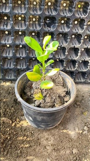 Growing ficus plant