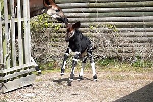 30K views · 251 reactions | NEWS: Marwell Zoo in Hampshire is celebrating the birth of an endangered okapi. The female calf has been named as Niari, which means ‘rare’ and is an area in the Democratic Republic of the Congo where okapis are found in its tropical rainforests. First-time mum Daphne and Niari are both doing well and are currently off show to ensure they bond and the calf settles during the nesting period. | Greatest Hits Radio South Coast | Facebook