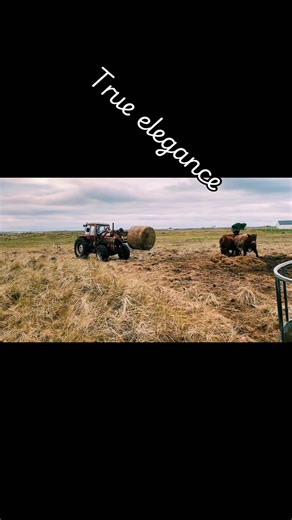 Cattle 🤠🐮#tractors🚜@macqueenjohn
