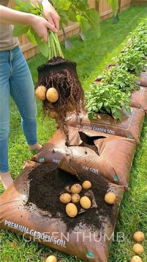 DIY Vertical Potato Towers: Growing a Massive Harvest in Tiny Spaces 🥔🌱