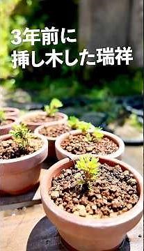 3年前に挿し木した瑞祥五葉松を植え替える【盆栽Q】